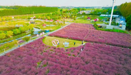“網紅”地膚變色ing，上海限定美景等你打卡